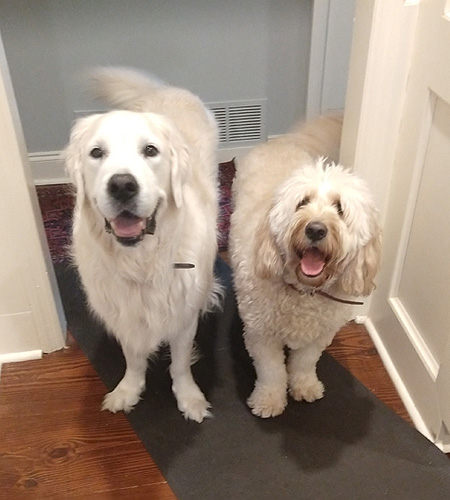 2 white dogs